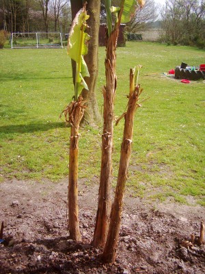 Bananen 2008 004.jpg