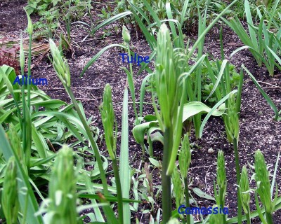 3erlei Knospen w.jpg