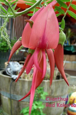 Clianthus w.jpg