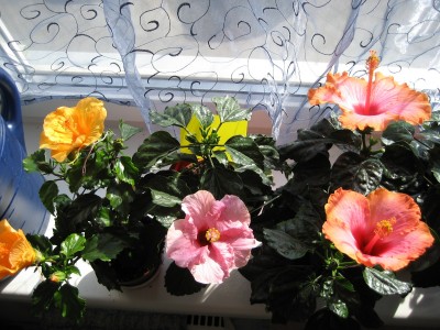 hibiskusse.JPG
