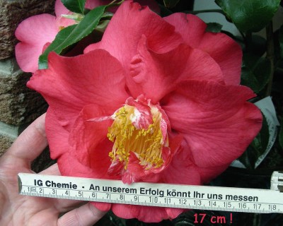 17 cm Durchmesser w.jpg