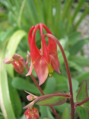 canadensis Aquilegia1.jpg