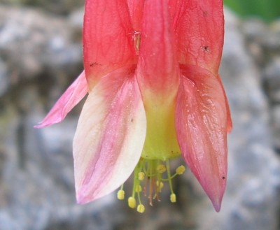 canadensis Aquilegia 21.jpg