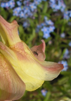 chrysantha1.jpg