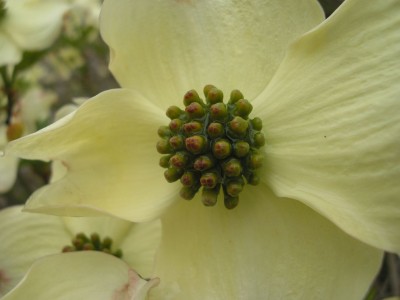 cornus1.jpg