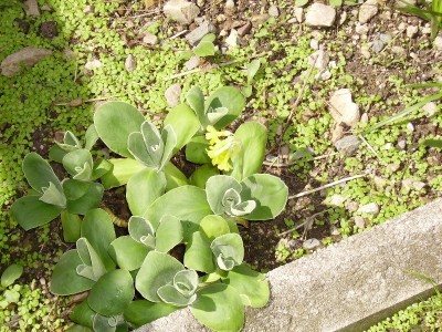 Platenigl.jpg
