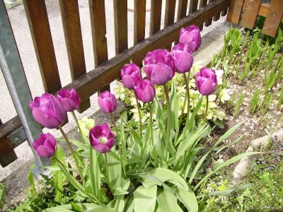 Tulpen lila.jpg