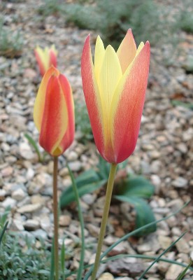 25.04.2008 tulpe.jpg