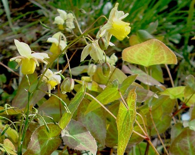 25.04.2008 epimedium2.jpg