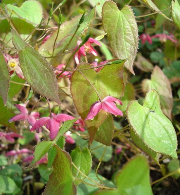 25.04.2008 epimedium1.jpg