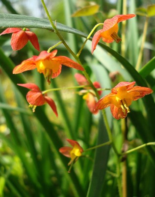25.04.2008 epimedium.jpg