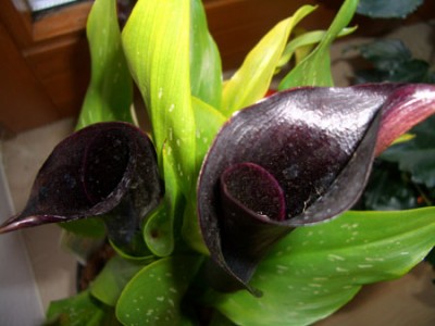 calla1.jpg