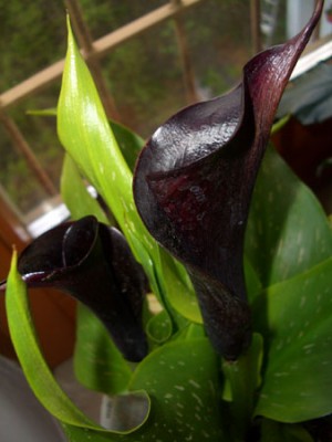 calla2.jpg