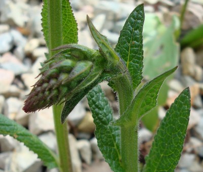 25.04.2008 verbascum phoeniceum.jpg