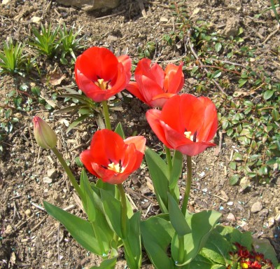 blüht (7).JPG