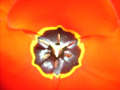 Pflanzen 390.jpg
