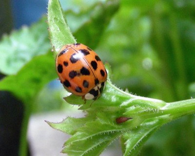 ganz viele Punkte w.jpg