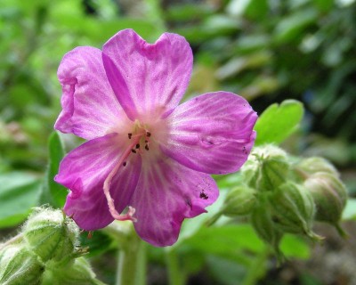 Geranium w.jpg