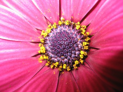 margerite rot.JPG