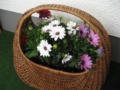 margeritenkorb.JPG