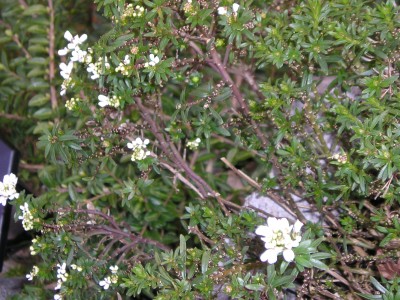 garten weiße blüten.JPG