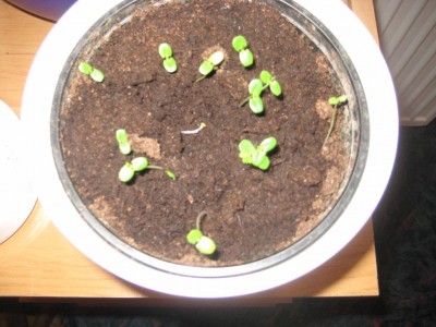 Mimose Dimi.jpg