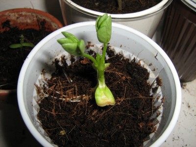 2008-04-26 016.jpg