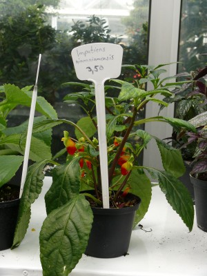 Impatiens.jpg