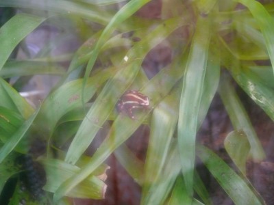 Frosch.jpg