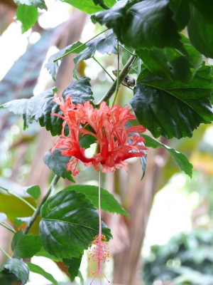 Hibiskus1.jpg
