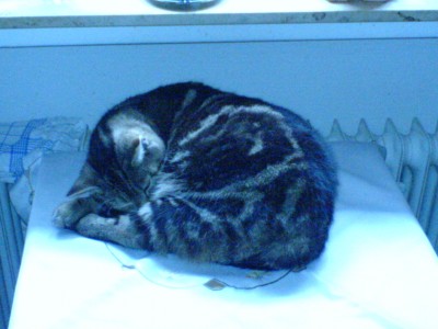 siesta_Moni.JPG