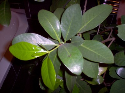 Pflanzen 021.jpg