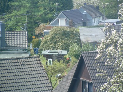 rhodo.jpg