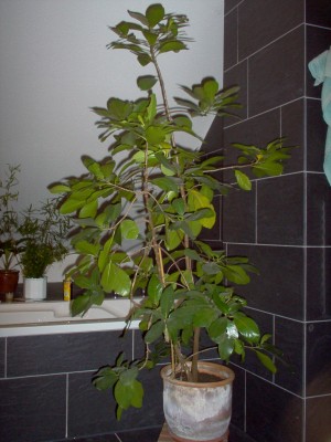 Pflanzen 020.jpg