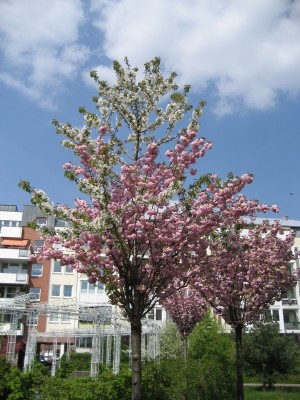 kirsche ganz.JPG