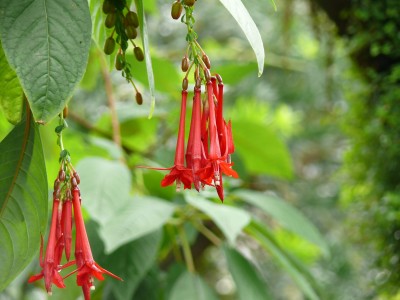 Fuchsie.jpg