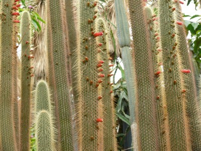 Cactaceae Pereskia grandifolia.jpg