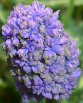 CIMG2775 - Kopie.JPG