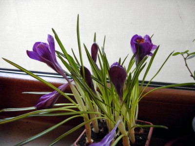Krokus.JPG