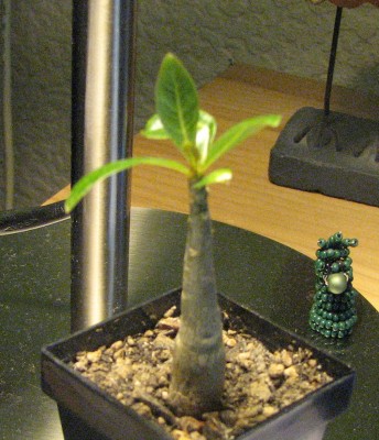 27.04.2008 Adenium obesum 1 Jahr.jpg