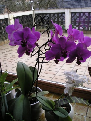Phalaenopsis lila.JPG