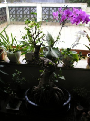 fensterbank hanni.JPG