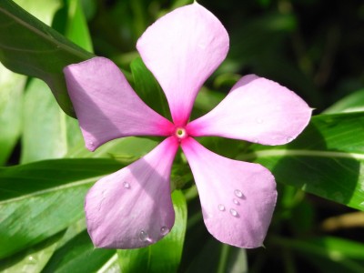 CatharanthusRoseus.JPG