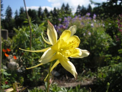 chrysantha aquilegia1.jpg