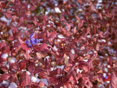 Ceratostigma plumbaginoides2.JPG