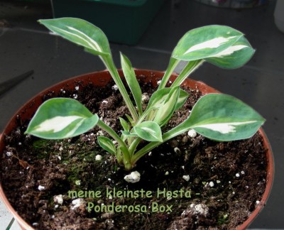 Ponderosa box w.jpg