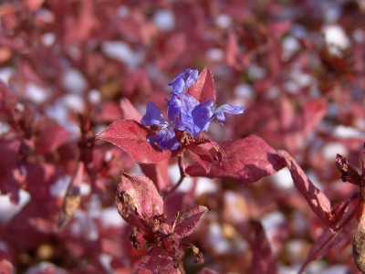 Ceratostigma plumbaginoides.JPG