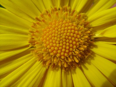 Doronicum_Gemswurz.jpg