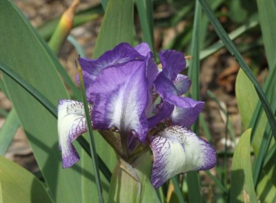 DSCF2533.JPG