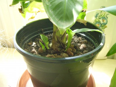 Musa mit Babys (2).JPG